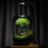 LushVista - Moss Landscape Display