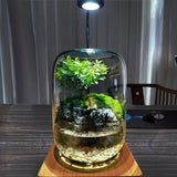 LushVista - Moss Landscape Display