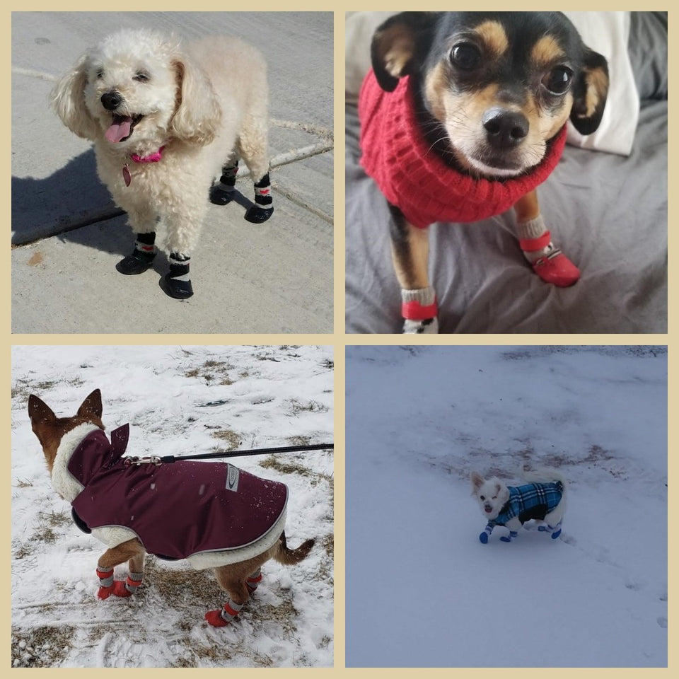 PawShield – Waterproof Pet Shoes