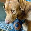 BearTough - Durable Chew Toy