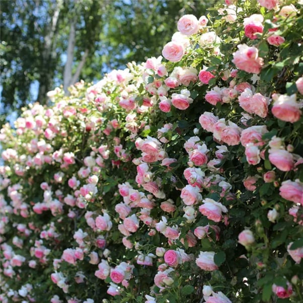 BloomHaven – Majestic Climbing Rose Seeds