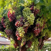 UltraVine - Super Size Grape Tree Seeds