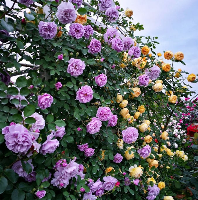 BloomHaven – Majestic Climbing Rose Seeds