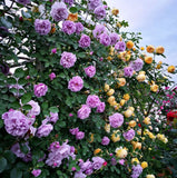 BloomHaven – Majestic Climbing Rose Seeds