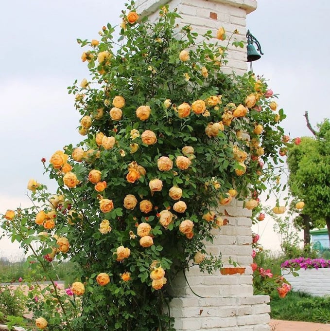 BloomHaven – Majestic Climbing Rose Seeds
