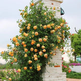 BloomHaven – Majestic Climbing Rose Seeds