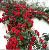 BloomHaven – Majestic Climbing Rose Seeds