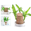 LuckyVerdant – Brazilian Wood Charm