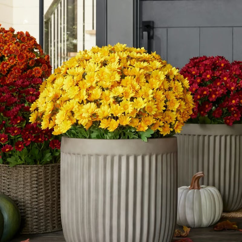 RadiantFlora – Weather Resistant Garden Mums