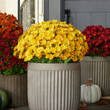 RadiantFlora – Weather Resistant Garden Mums