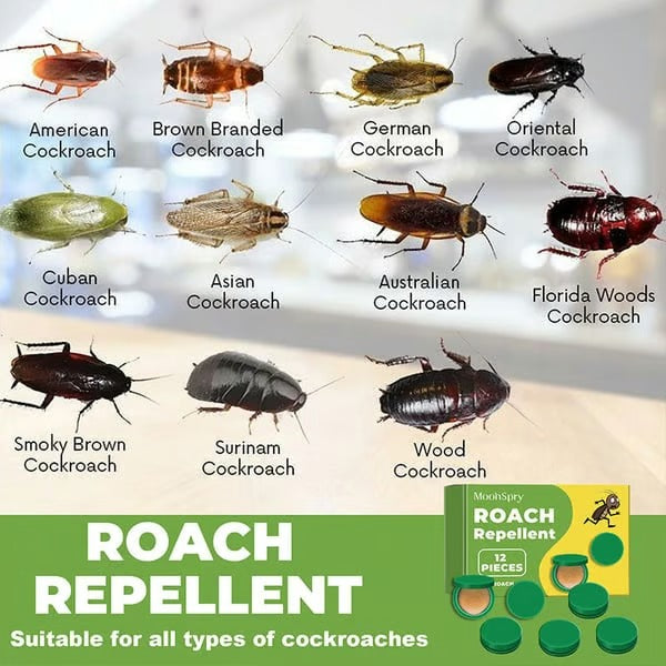 InsectoStop – Fast Acting Roach Control