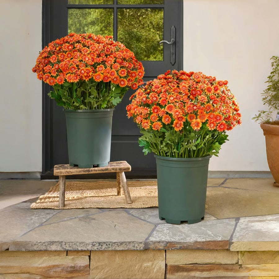 RadiantFlora – Weather Resistant Garden Mums