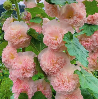 Pollinator’s Paradise - Cottage Garden Seeds