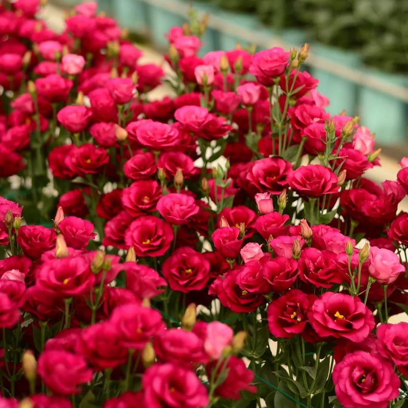 FloraDelight - Thornless Roses in Pink, Blue & Purple