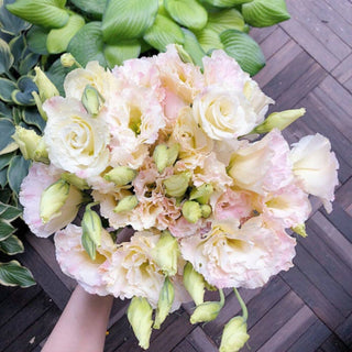 PetalSerenity – Premium Lisianthus Seeds