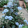 Sky Blue