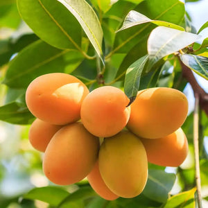 Mango Majesty – Tropical Grow Kit