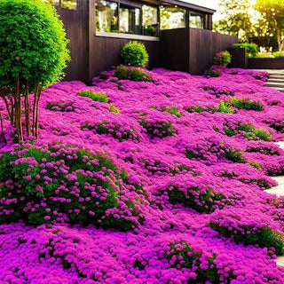 EcoCarpet – Creeping Thyme Lawn Cover Seeds