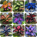 🔥Set Of 9 Colors (🎁Best Price)