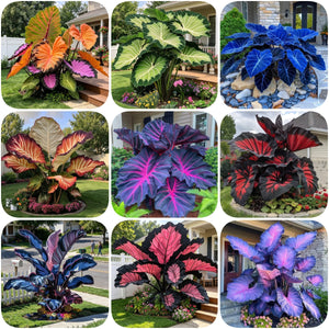 ColorBloom – Giant Multi-Color Caladiums Bulbs