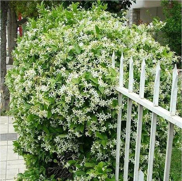 BlossAura – Fragrant Jasmine Potted Charm