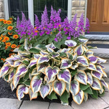 CalmBloom - Perennial Hosta Seeds for Soothing Green Corners
