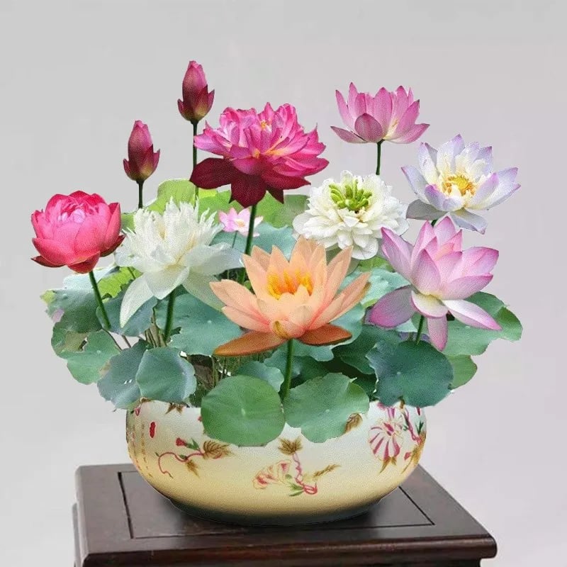 LotusBloom – Sacred Bonsai Bowl Seeds