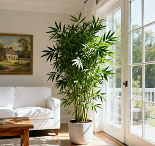 ProsperPlant - Bamboo Cypress Evergreen Seeds