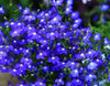 EcoCarpet – Creeping Thyme Lawn Cover Seeds