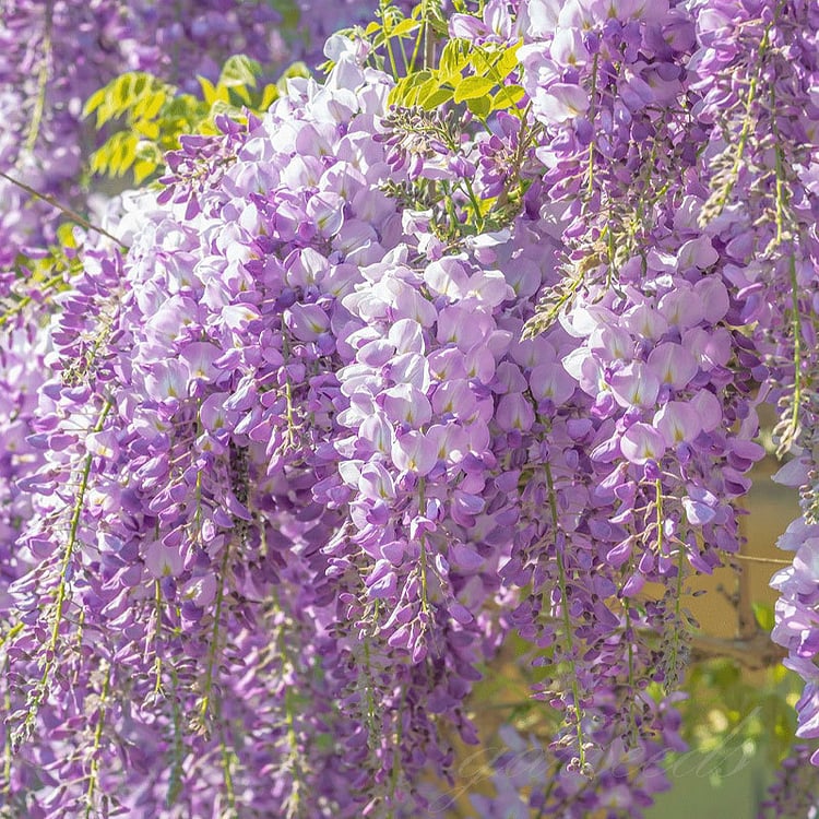EndlessBloom – Cascading Garden Elegance