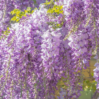 EndlessBloom – Cascading Garden Elegance