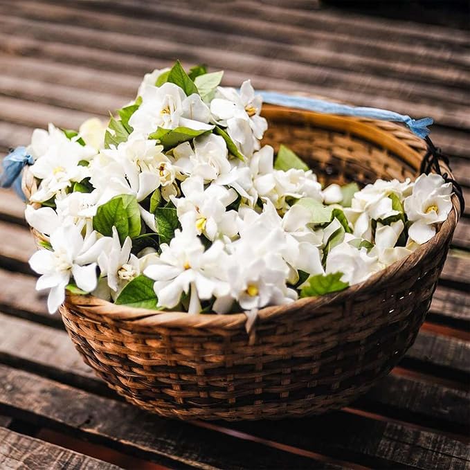 BlossAura – Fragrant Jasmine Potted Charm