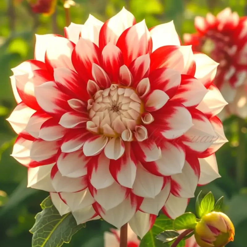 PetalCrown – Rare Double Bloom Dahlia Garden Flowers