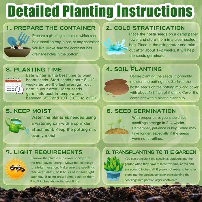 CalmBloom - Perennial Hosta Seeds for Soothing Green Corners