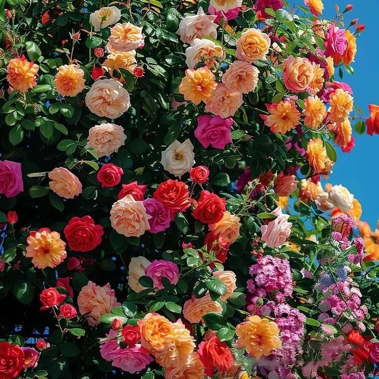 BloomHaven – Majestic Climbing Rose Seeds