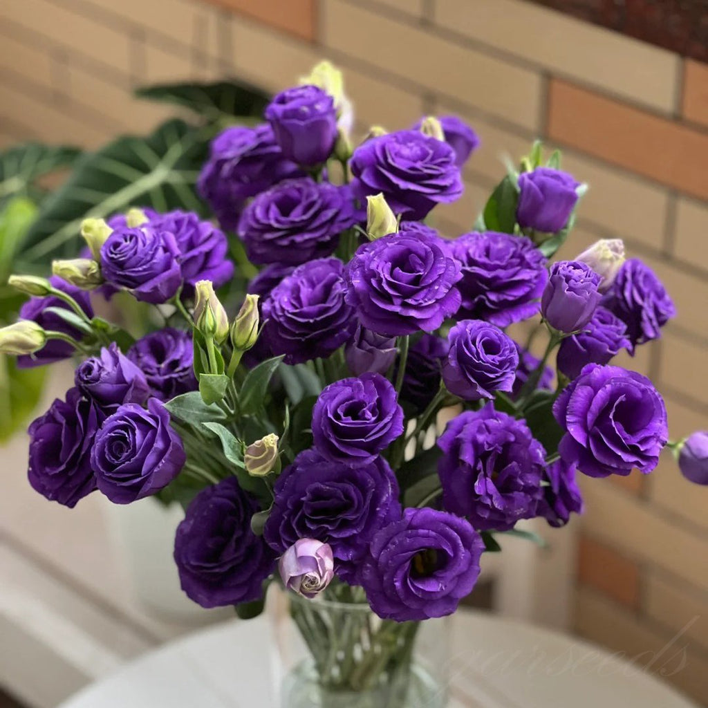 PetalSerenity – Premium Lisianthus Seeds