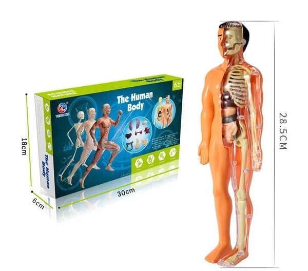 AnatoGenius - Human Body Construction Toy