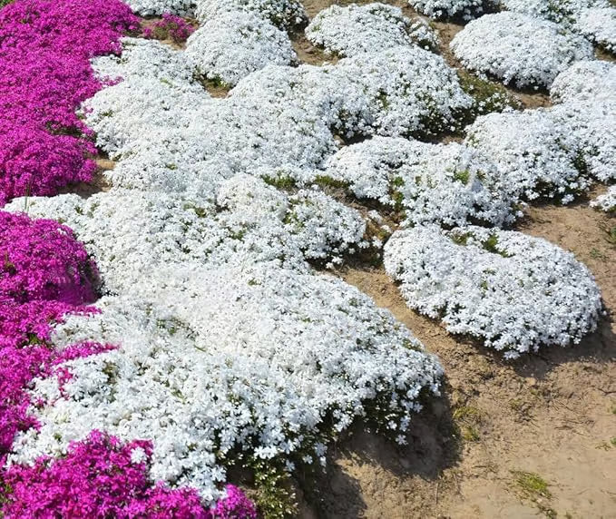 EcoCarpet – Creeping Thyme Lawn Cover Seeds