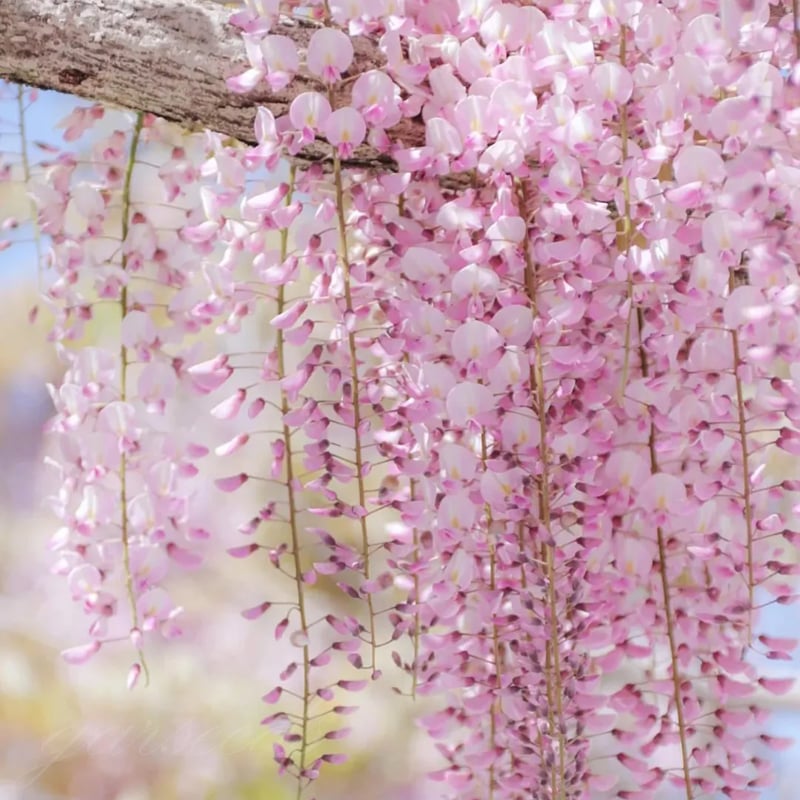 EndlessBloom – Cascading Garden Elegance
