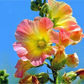 Hollyhock lcea Althea Rosea