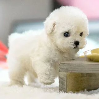 RoboPuppy – Realistic Robot Puppy