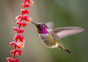 HummiNest – Wooden Hanging Hummingbird Feeder