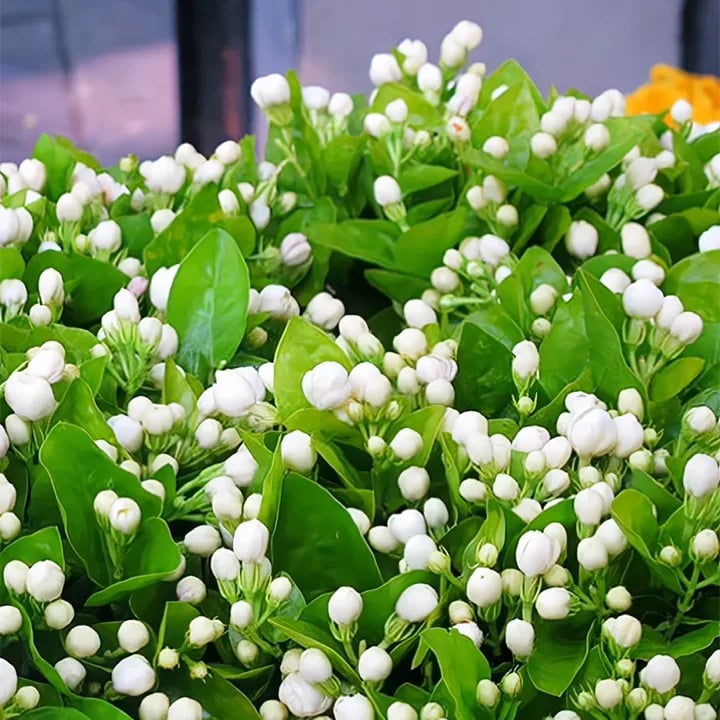 BlossAura – Fragrant Jasmine Potted Charm