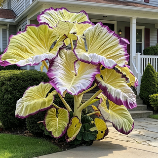 ColorBloom – Giant Multi-Color Caladiums Bulbs