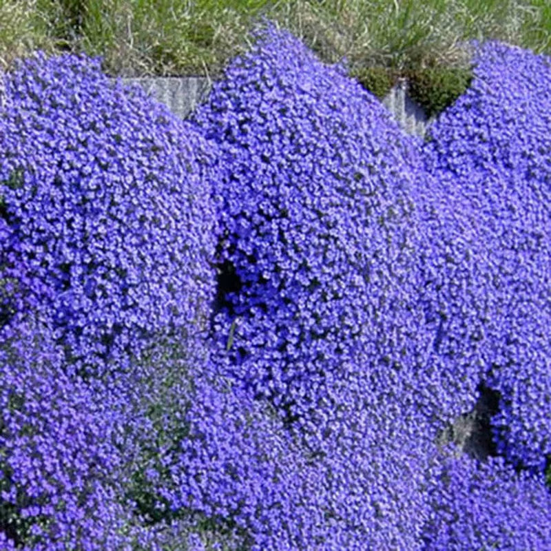 EcoCarpet – Creeping Thyme Lawn Cover Seeds