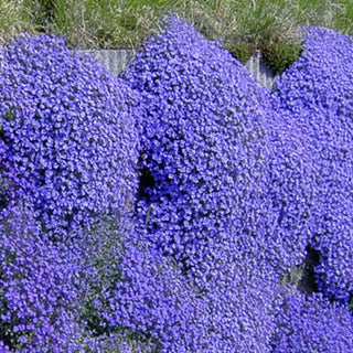 EcoCarpet – Creeping Thyme Lawn Cover Seeds