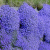 EcoCarpet – Creeping Thyme Lawn Cover Seeds