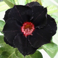 Black Moon
