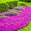 EcoCarpet – Creeping Thyme Lawn Cover Seeds