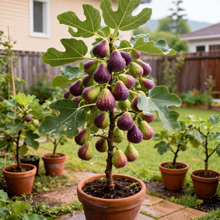 Mission Fig Tree Seeds